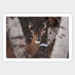 White-Tailed Deer Sticker